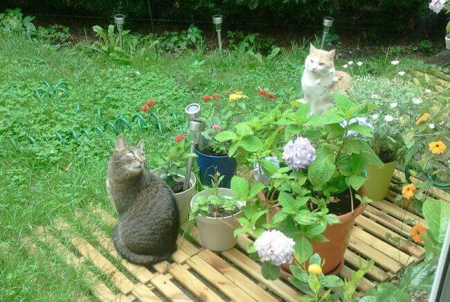 Zwei Leidenschaften vereint: Rosmaries Katzen im eigenen Garten