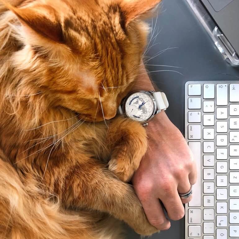 Kater Whiskey auf der Tastatur