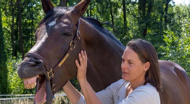 Nathalie Winger macht Cranio Sacral Therapie bei Pferden