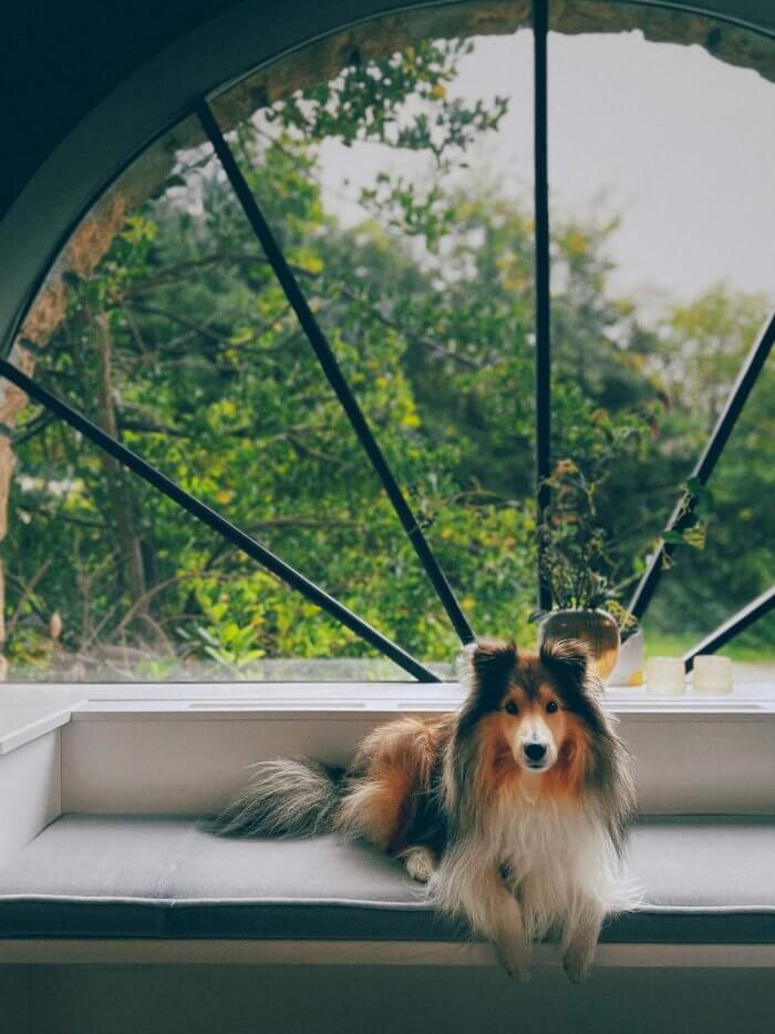 appointmed Hund Kobe